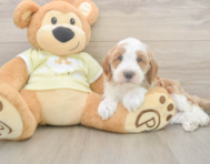 5 week old Mini Irish Doodle Puppy For Sale - Florida Fur Babies