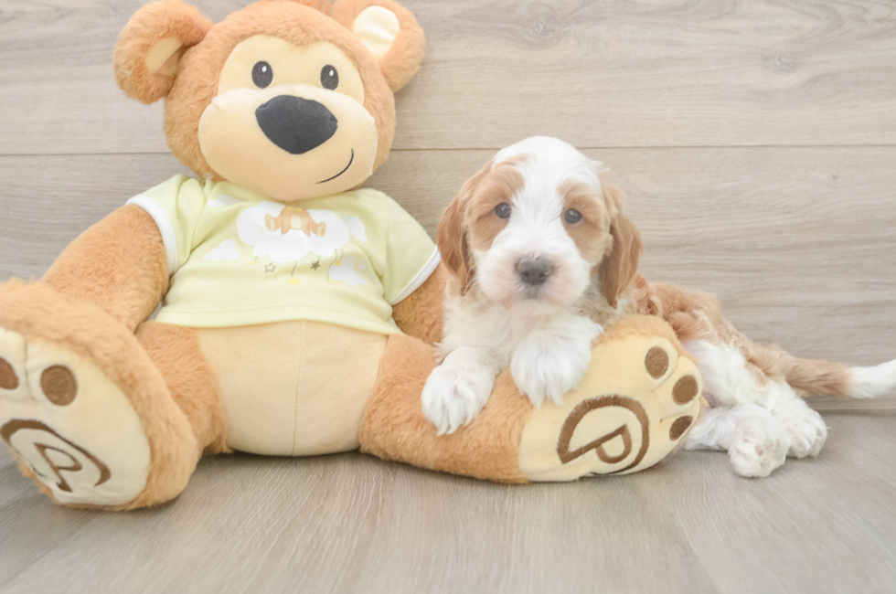 6 week old Mini Irish Doodle Puppy For Sale - Florida Fur Babies