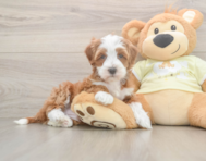 6 week old Mini Irish Doodle Puppy For Sale - Florida Fur Babies