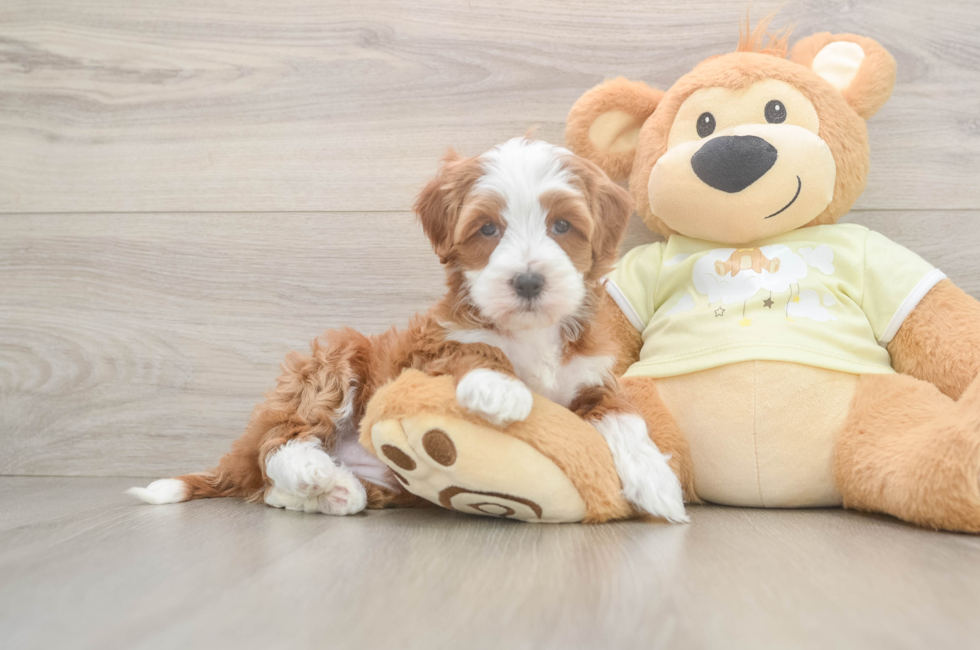 6 week old Mini Irish Doodle Puppy For Sale - Florida Fur Babies