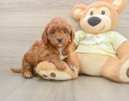 5 week old Mini Irish Doodle Puppy For Sale - Florida Fur Babies