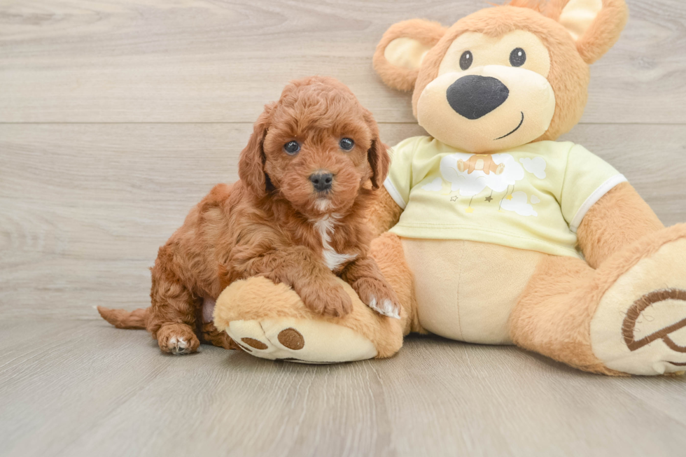 Popular Mini Irish Doodle Poodle Mix Pup