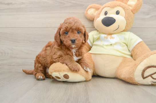 Popular Mini Irish Doodle Poodle Mix Pup