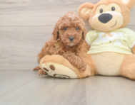 6 week old Mini Irish Doodle Puppy For Sale - Florida Fur Babies