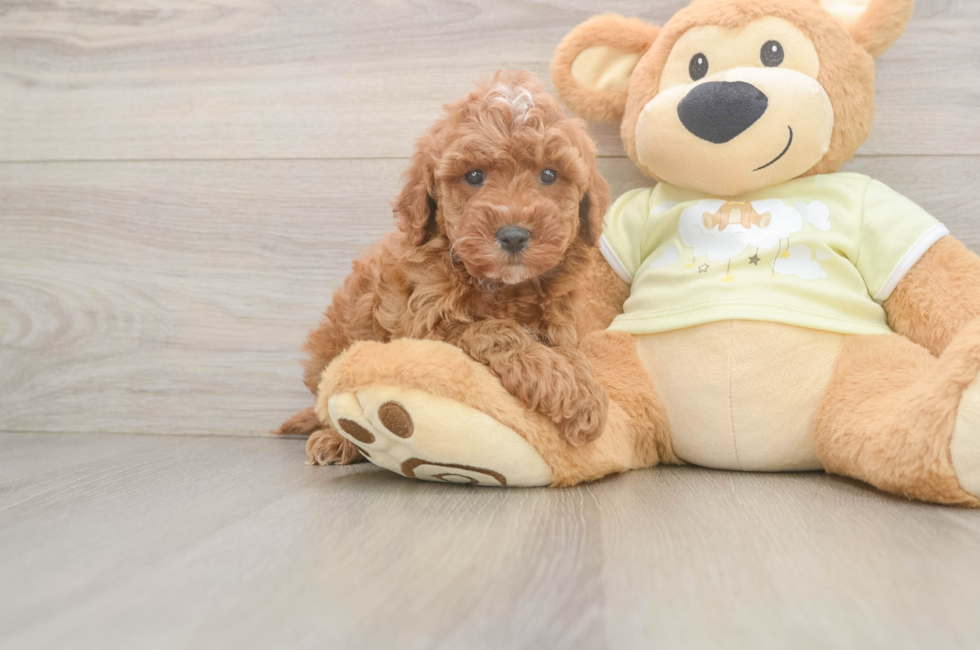 6 week old Mini Irish Doodle Puppy For Sale - Florida Fur Babies