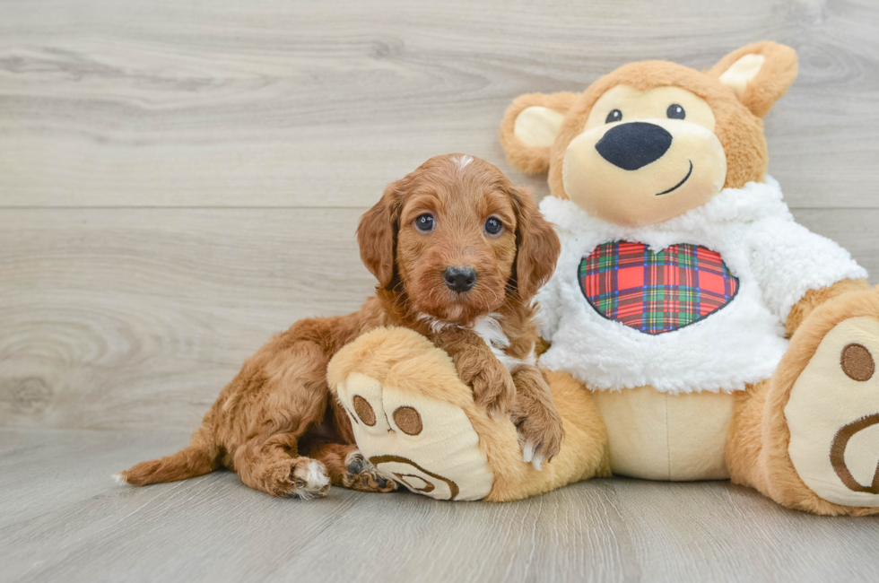 5 week old Mini Irish Doodle Puppy For Sale - Florida Fur Babies