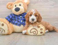 5 week old Mini Irish Doodle Puppy For Sale - Florida Fur Babies