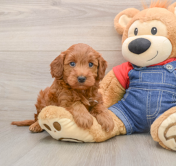 5 week old Mini Irish Doodle Puppy For Sale - Florida Fur Babies