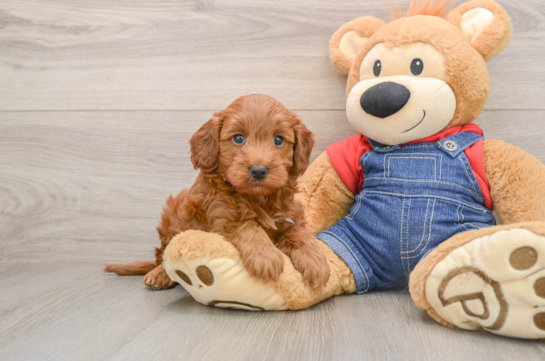 Mini Irish Doodle Pup Being Cute