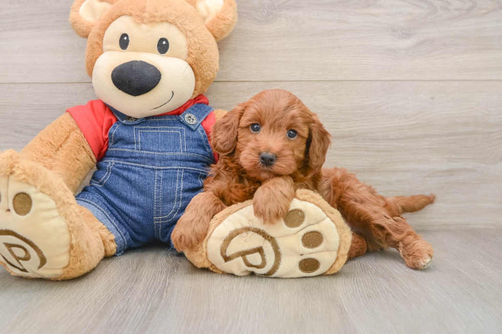 Playful Mini Irishdoodle Poodle Mix Puppy