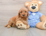 9 week old Mini Irish Doodle Puppy For Sale - Florida Fur Babies