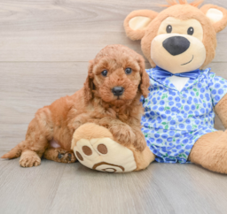 6 week old Mini Irish Doodle Puppy For Sale - Florida Fur Babies
