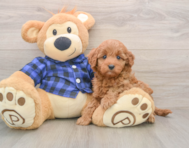 6 week old Mini Irish Doodle Puppy For Sale - Florida Fur Babies