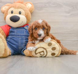 5 week old Mini Irish Doodle Puppy For Sale - Florida Fur Babies