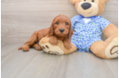Fluffy Mini Irish Doodle Poodle Mix Pup