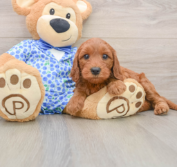 7 week old Mini Irish Doodle Puppy For Sale - Florida Fur Babies