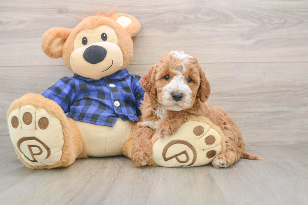 Fluffy Mini Irish Doodle Poodle Mix Pup