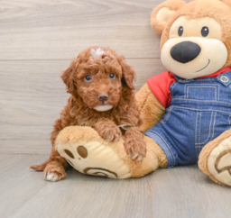 5 week old Mini Irish Doodle Puppy For Sale - Florida Fur Babies