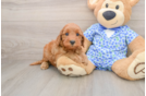 Mini Irish Doodle Puppy for Adoption