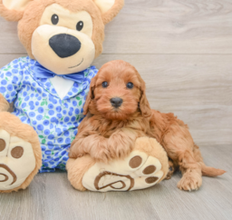 7 week old Mini Irish Doodle Puppy For Sale - Florida Fur Babies