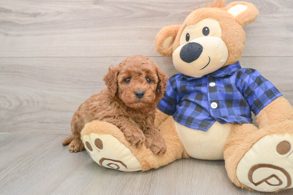 Best Mini Irish Doodle Baby