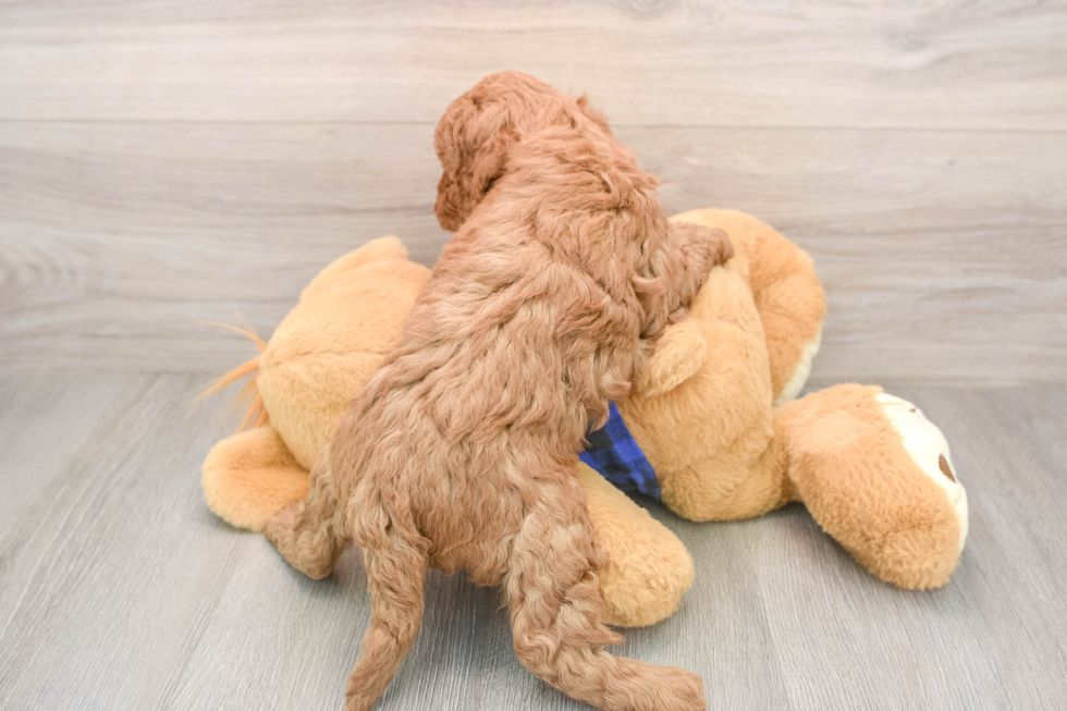 Mini Irish Doodle Puppy for Adoption