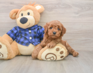 6 week old Mini Irish Doodle Puppy For Sale - Florida Fur Babies