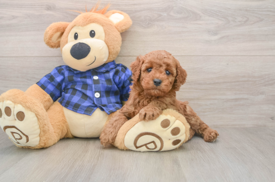 Small Mini Irish Doodle Baby