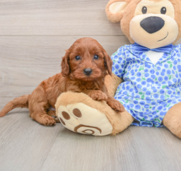 7 week old Mini Irish Doodle Puppy For Sale - Florida Fur Babies