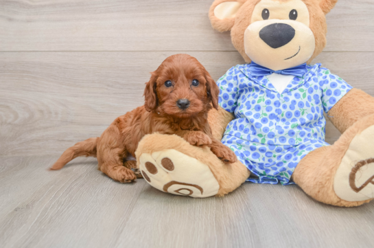 Mini Irish Doodle Pup Being Cute