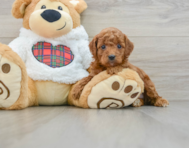 5 week old Mini Irish Doodle Puppy For Sale - Florida Fur Babies