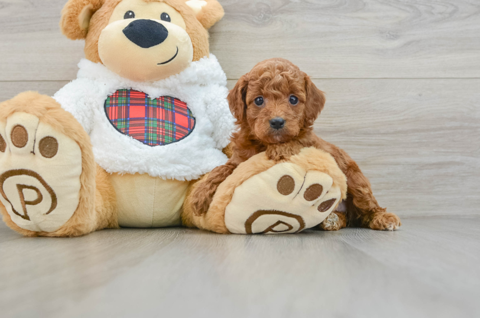 5 week old Mini Irish Doodle Puppy For Sale - Florida Fur Babies