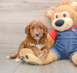 5 week old Mini Irish Doodle Puppy For Sale - Florida Fur Babies