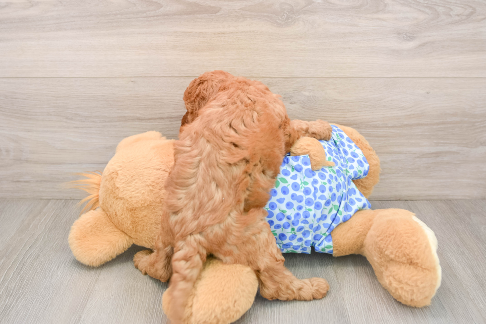 Adorable Setterdoodle Poodle Mix Puppy