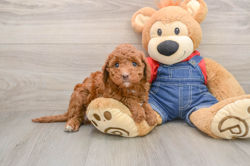 Mini Irish Doodle Puppy for Adoption
