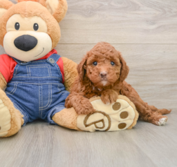 5 week old Mini Irish Doodle Puppy For Sale - Florida Fur Babies