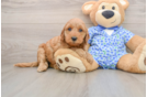 Petite Mini Irish Doodle Poodle Mix Pup