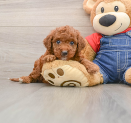 6 week old Mini Irish Doodle Puppy For Sale - Florida Fur Babies