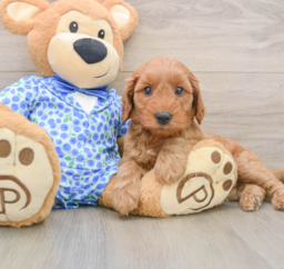 8 week old Mini Irish Doodle Puppy For Sale - Florida Fur Babies