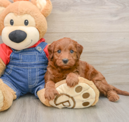 7 week old Mini Irish Doodle Puppy For Sale - Florida Fur Babies