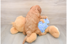 Mini Irish Doodle Pup Being Cute