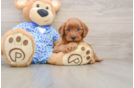 Funny Mini Irish Doodle Poodle Mix Pup