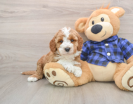 6 week old Mini Irish Doodle Puppy For Sale - Florida Fur Babies