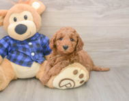 6 week old Mini Irish Doodle Puppy For Sale - Florida Fur Babies