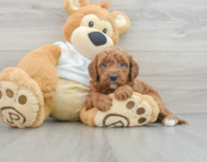 8 week old Mini Irish Doodle Puppy For Sale - Florida Fur Babies