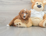 9 week old Mini Irish Doodle Puppy For Sale - Florida Fur Babies