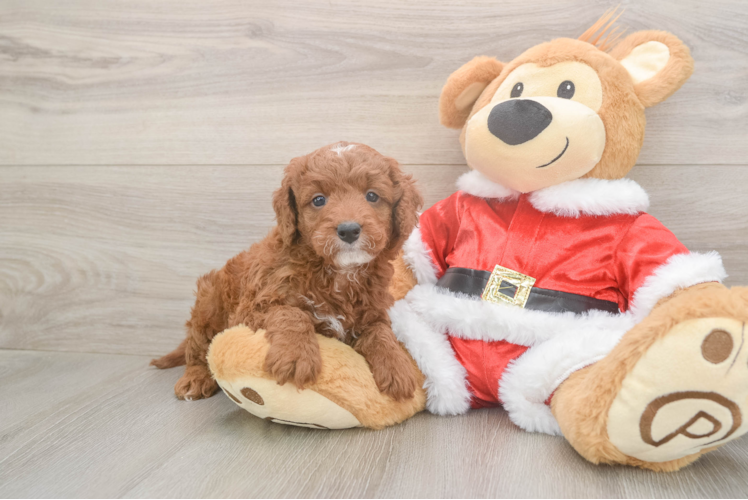 Best Mini Irish Doodle Baby