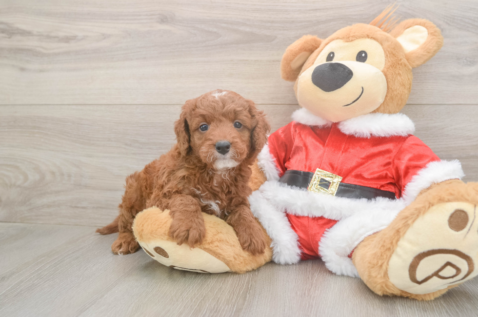 5 week old Mini Irish Doodle Puppy For Sale - Florida Fur Babies