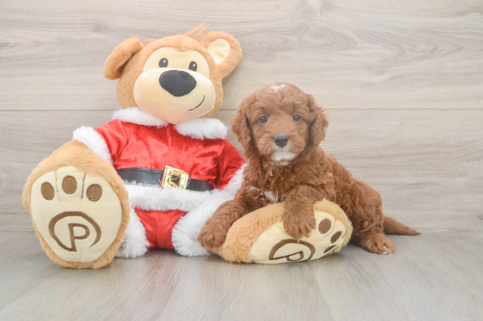 Sweet Mini Irish Doodle Baby