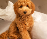 Mini Irish Doodle Puppies For Sale Florida Fur Babies
